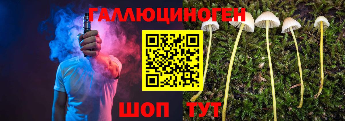 Галлюциногенные грибы Psilocybe Междуреченск